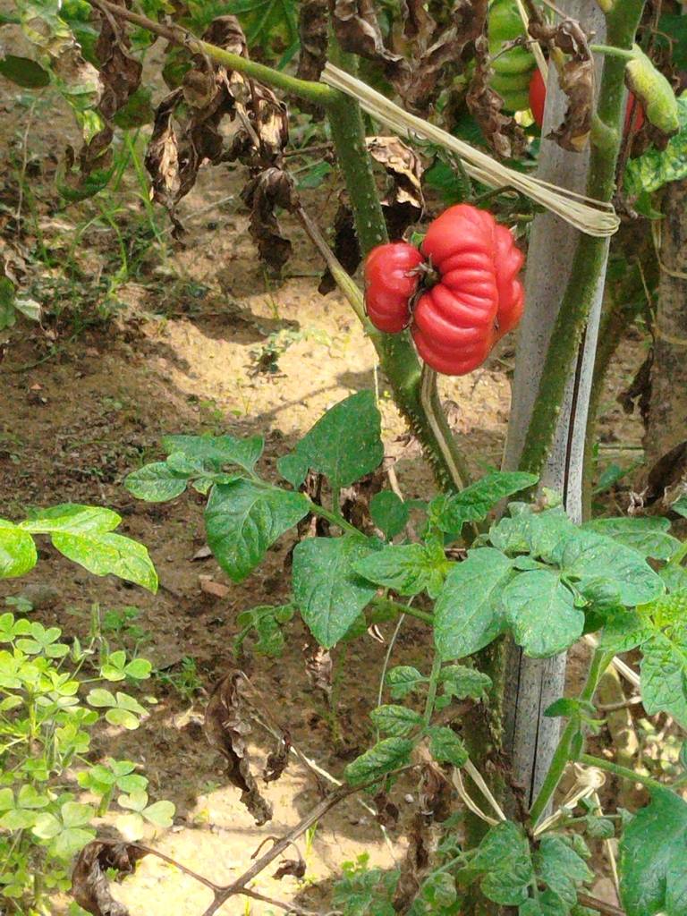 Solanum lycopersicum