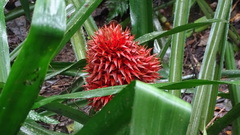 Aechmea magdalenae