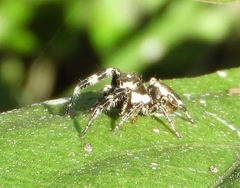 Dendryphantes zygoballoides