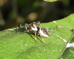 Dendryphantes zygoballoides