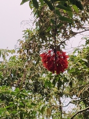 Bomarea patinii, photograph author not stated, no rights reserved
