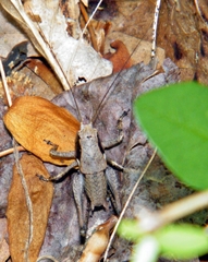 Atlanticus testaceus