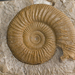 Ammonoidea - Photo (c) Paleoymas,  זכויות יוצרים חלקיות (CC BY-NC-ND)