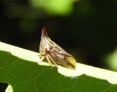 Aconophorini