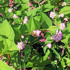 Eristalinus quinquestriatus