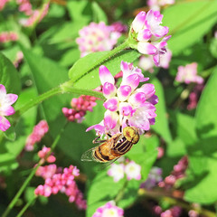 Eristalinus quinquestriatus