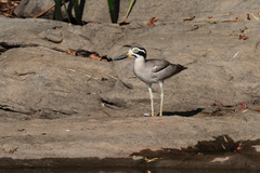 Esacus recurvirostris