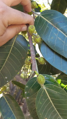 Ficus crocata