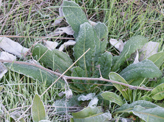 Helminthotheca echioides