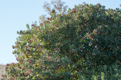 Heteromeles arbutifolia