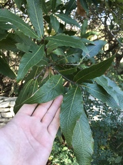 Quercus rysophylla