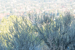 Artemisia californica