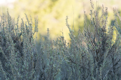 Artemisia californica