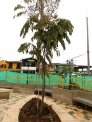 Brownea ariza