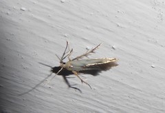 Stathmopoda horticola