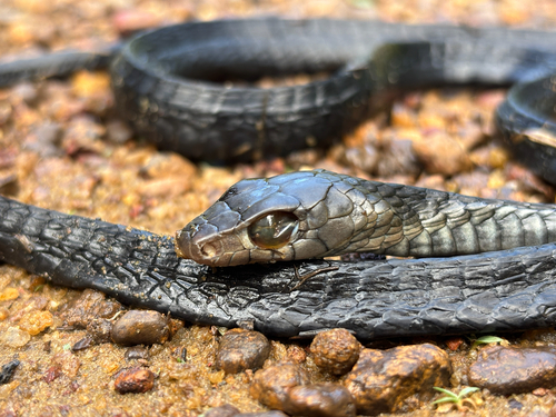 Photo of a Black Tree Snake (occidentalis) (Thrasops occidentalis)