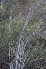 Foeniculum vulgare