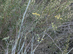 Foeniculum vulgare