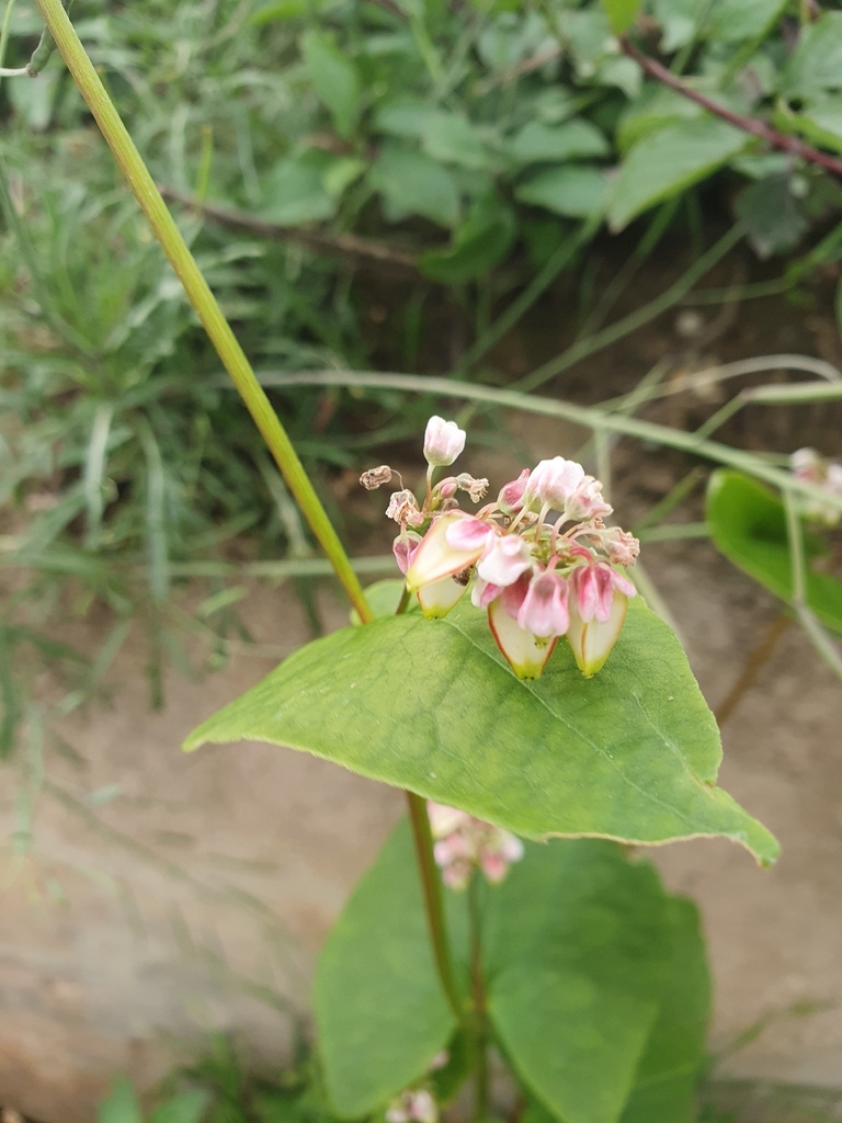 Fagopyrum esculentum