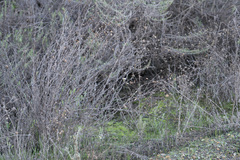 Corethrogyne filaginifolia