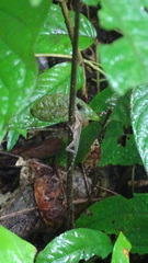 Anolis apletophallus