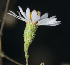 Corethrogyne filaginifolia