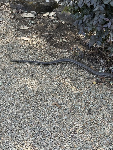 Coastal Carpet Python sighting