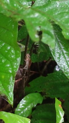 Anolis apletophallus