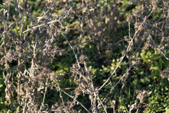 Centaurea melitensis