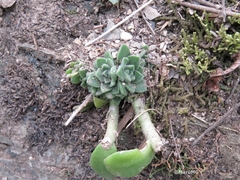 Sedum ebracteatum