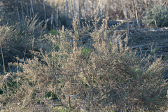Artemisia californica