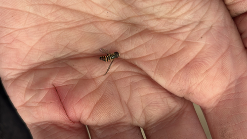 Unknown species found near University Rd, Charlotte, NC, US