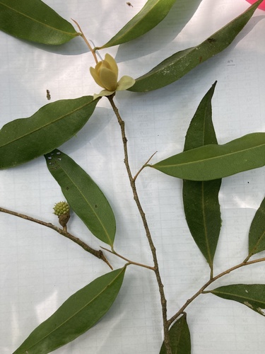 Duguetia quitarensis, 2023-11-28