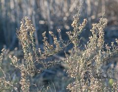 Artemisia californica