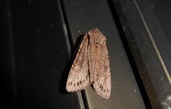 Ichneutica averilla