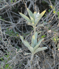 Salvia apiana