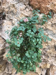 Sarcocapnos enneaphylla