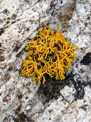 Polycauliona coralloides