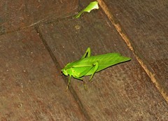 Cnemidophyllum lineatum