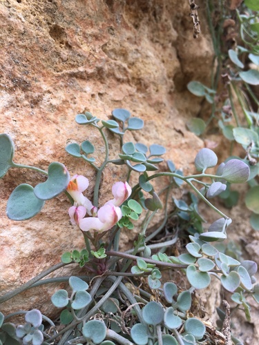 Sarcocapnos enneaphylla