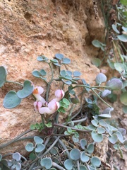 Sarcocapnos enneaphylla