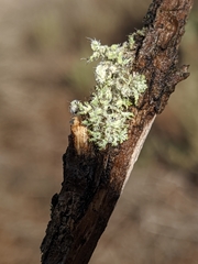 Heterodermia namaquana