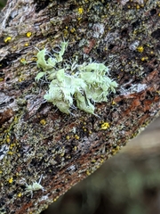 Heterodermia namaquana