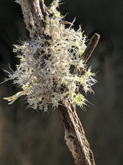 Heterodermia namaquana