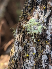 Heterodermia namaquana
