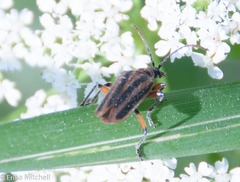 Brachysomida bivittata
