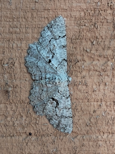 Giant Gray Moth photo 5