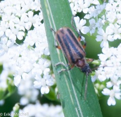 Brachysomida bivittata