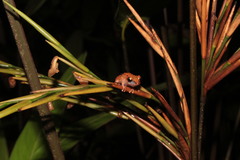 Pristimantis ockendeni