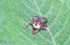 Myopa clausa